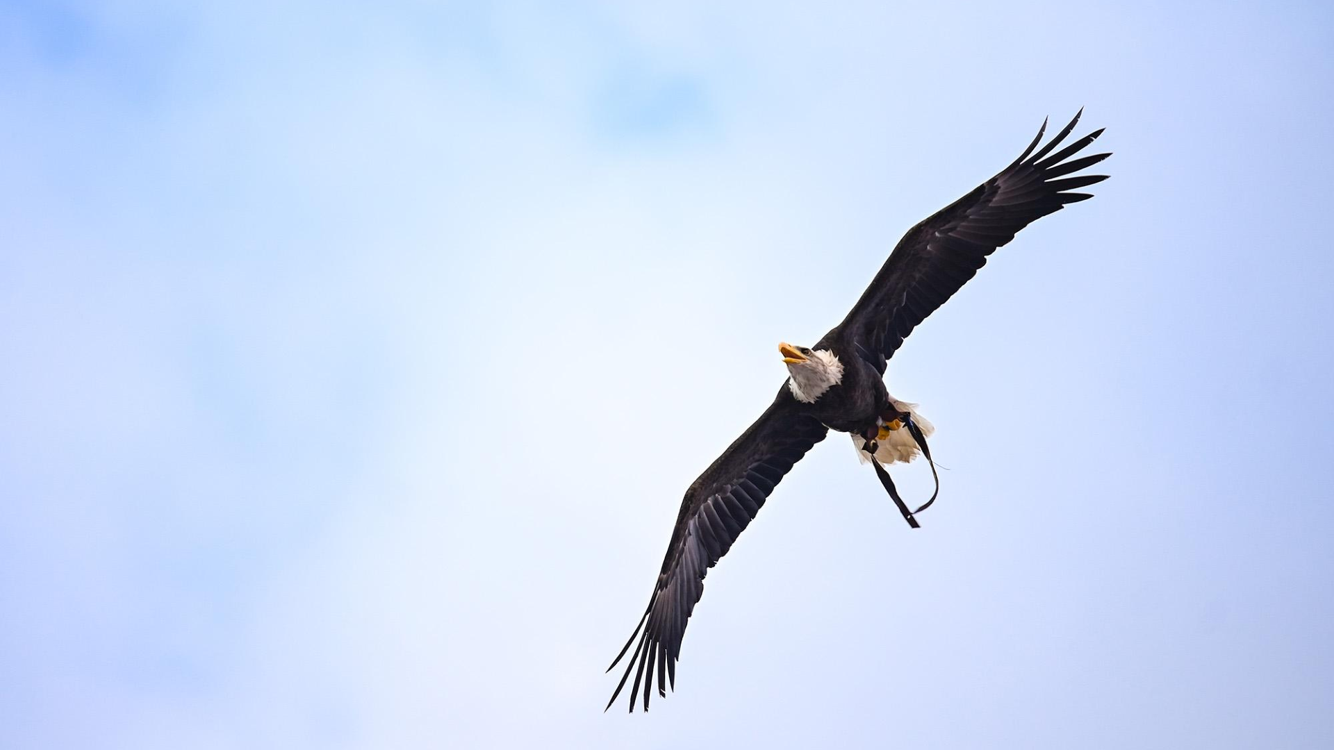 Auburn Being Auburn Eagle Flight Auburn Tigers Official Athletics